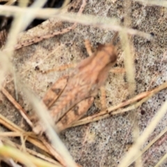 Phaulacridium vittatum (Wingless Grasshopper) at Wodonga - 1 Dec 2023 by KylieWaldon