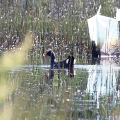 Gallinula tenebrosa (Dusky Moorhen) at Michelago, NSW - 25 Nov 2020 by Illilanga