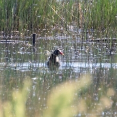 Gallinula tenebrosa at Illilanga & Baroona - 26 Nov 2020