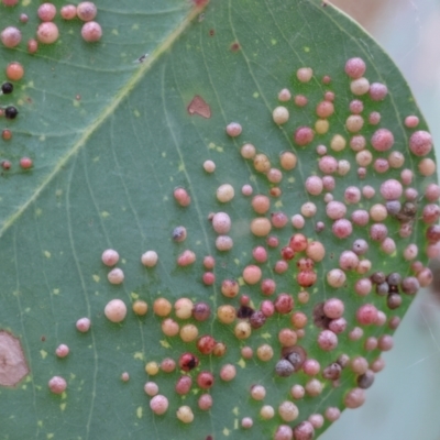 Unverified Eucalyptus Gall at WREN Reserves - 1 Dec 2023 by KylieWaldon