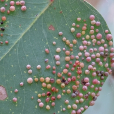 Unidentified Eucalyptus Gall at Wodonga - 30 Nov 2023 by KylieWaldon