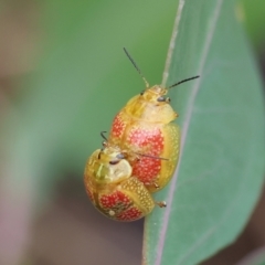 Paropsisterna fastidiosa (Eucalyptus leaf beetle) at Wodonga - 30 Nov 2023 by KylieWaldon