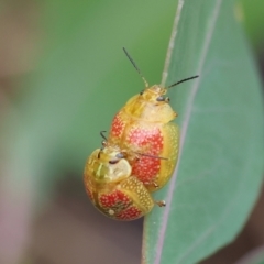 Paropsisterna fastidiosa (Eucalyptus leaf beetle) at Wodonga, VIC - 30 Nov 2023 by KylieWaldon