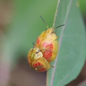 Paropsisterna fastidiosa at WREN Reserves - 1 Dec 2023 07:30 AM