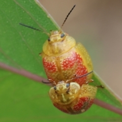 Paropsisterna fastidiosa at WREN Reserves - 1 Dec 2023 07:30 AM