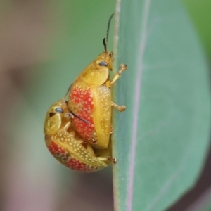 Paropsisterna fastidiosa at WREN Reserves - 1 Dec 2023