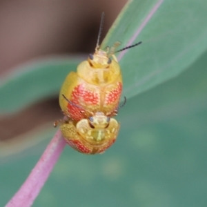 Paropsisterna fastidiosa at WREN Reserves - 1 Dec 2023