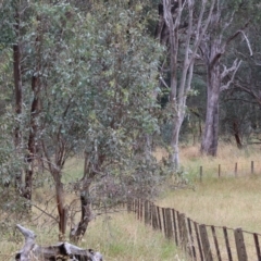Paropsisterna fastidiosa at WREN Reserves - 1 Dec 2023 07:30 AM