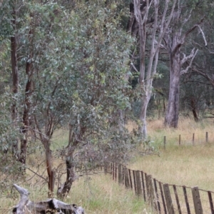 Paropsisterna fastidiosa at WREN Reserves - 1 Dec 2023 07:30 AM