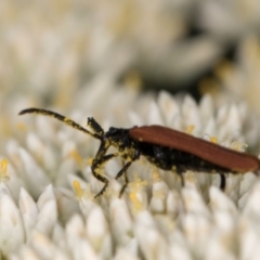 Porrostoma rhipidium (Long-nosed Lycid (Net-winged) beetle) at Croke Place Grassland (CPG) - 1 Dec 2023 by kasiaaus