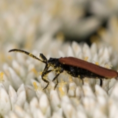 Porrostoma rhipidium (Long-nosed Lycid (Net-winged) beetle) at McKellar, ACT - 1 Dec 2023 by kasiaaus