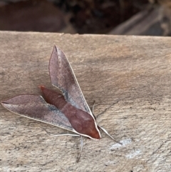 Hippotion scrofa (Coprosma Hawk Moth) at Mimosa, NSW - 1 Dec 2023 by Mel80p