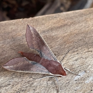 Hippotion scrofa at Mimosa, NSW - suppressed