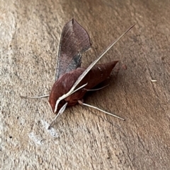 Hippotion scrofa at Mimosa, NSW - suppressed