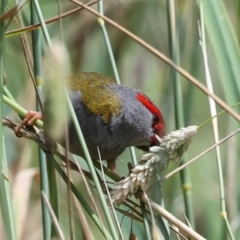 Neochmia temporalis (Red-browed Finch) at Umbagong District Park - 1 Dec 2023 by AlisonMilton
