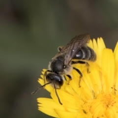 Lasioglossum (Chilalictus) lanarium (Halictid bee) at Croke Place Grassland (CPG) - 1 Dec 2023 by kasiaaus