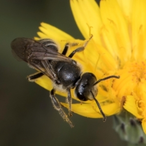 Lasioglossum (Chilalictus) lanarium at McKellar, ACT - 1 Dec 2023 12:30 PM