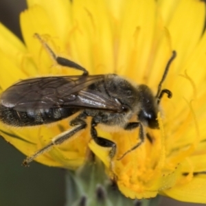 Lasioglossum (Chilalictus) lanarium at McKellar, ACT - 1 Dec 2023