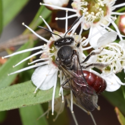 Lasioglossum (Parasphecodes) sp. (genus & subgenus) (Halictid bee) at Jerrabomberra, NSW - 1 Dec 2023 by DianneClarke