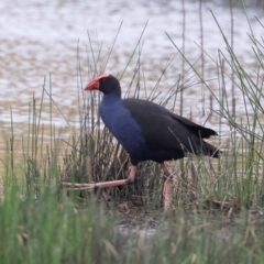 Porphyrio melanotus (Australasian Swamphen) at Illilanga & Baroona - 26 Jan 2021 by Illilanga