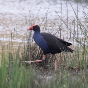 Porphyrio melanotus at Illilanga & Baroona - 27 Jan 2021 07:21 AM