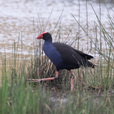 Porphyrio melanotus (Australasian Swamphen) at Illilanga & Baroona - 27 Jan 2021 by Illilanga