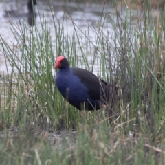 Porphyrio melanotus at Illilanga & Baroona - 27 Jan 2021