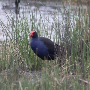 Porphyrio melanotus at Illilanga & Baroona - 27 Jan 2021