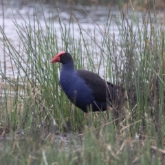 Porphyrio melanotus at Illilanga & Baroona - 27 Jan 2021 07:21 AM