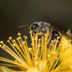 Lasioglossum (Chilalictus) sp. (genus & subgenus) (Halictid bee) at Croke Place Grassland (CPG) - 1 Dec 2023 by kasiaaus