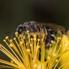 Lasioglossum (Chilalictus) sp. (genus & subgenus) at McKellar, ACT - 1 Dec 2023