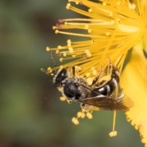 Lasioglossum (Chilalictus) sp. (genus & subgenus) at McKellar, ACT - 1 Dec 2023