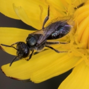 Lasioglossum sp. (genus) at McKellar, ACT - 1 Dec 2023