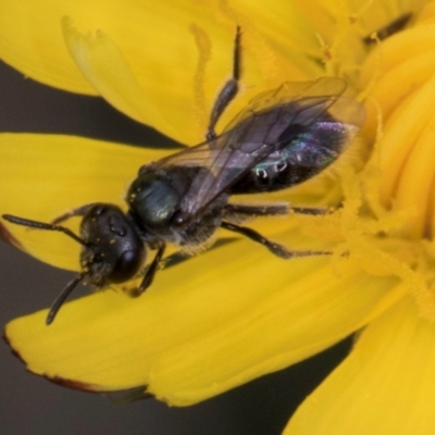 Lasioglossum sp. (genus) (Furrow Bee) at Croke Place Grassland (CPG) - 1 Dec 2023 by kasiaaus