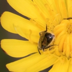 Lasioglossum sp. (genus) at McKellar, ACT - 1 Dec 2023 12:31 PM