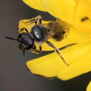 Lasioglossum sp. (genus) at McKellar, ACT - 1 Dec 2023 12:31 PM