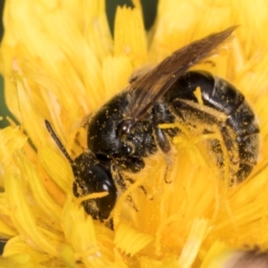 Lasioglossum (Chilalictus) sp. (genus & subgenus) at McKellar, ACT - 1 Dec 2023 12:34 PM