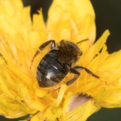 Lasioglossum (Chilalictus) sp. (genus & subgenus) at McKellar, ACT - 1 Dec 2023 12:34 PM