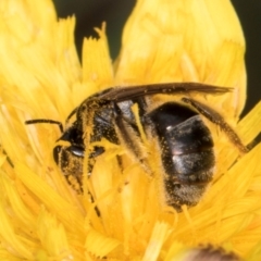 Lasioglossum (Chilalictus) sp. (genus & subgenus) at McKellar, ACT - 1 Dec 2023