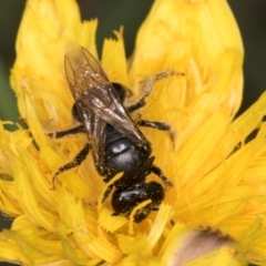 Lasioglossum (Chilalictus) sp. (genus & subgenus) at McKellar, ACT - 1 Dec 2023 12:34 PM