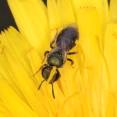 Lasioglossum sp. (genus) (Furrow Bee) at Croke Place Grassland (CPG) - 1 Dec 2023 by kasiaaus