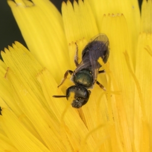 Lasioglossum sp. (genus) at McKellar, ACT - 1 Dec 2023