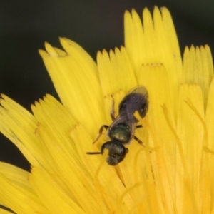 Lasioglossum sp. (genus) at McKellar, ACT - 1 Dec 2023 12:35 PM