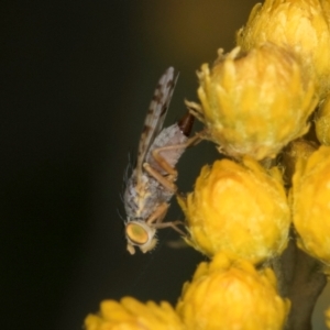 Austrotephritis poenia at McKellar, ACT - 1 Dec 2023