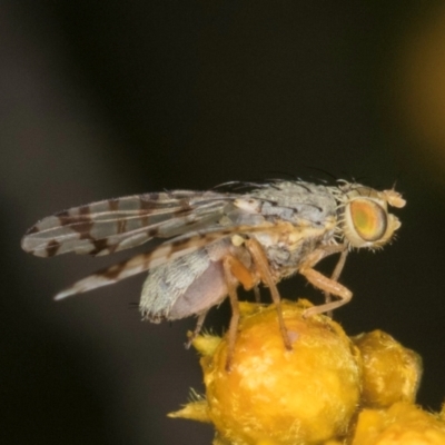 Austrotephritis poenia (Australian Fruit Fly) at Croke Place Grassland (CPG) - 1 Dec 2023 by kasiaaus
