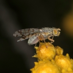 Austrotephritis poenia at McKellar, ACT - 1 Dec 2023