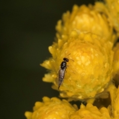 Chalcidoidea (superfamily) (A gall wasp or Chalcid wasp) at McKellar, ACT - 1 Dec 2023 by kasiaaus