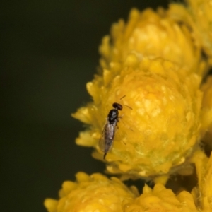 Chalcidoidea (superfamily) at McKellar, ACT - 1 Dec 2023