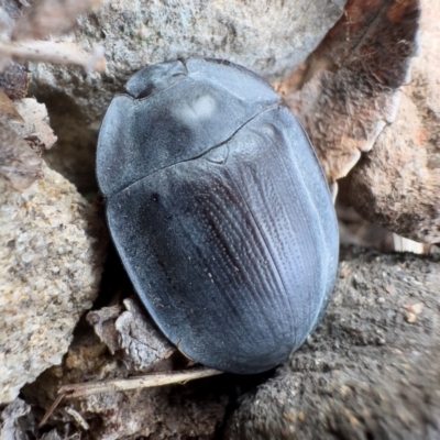 Pterohelaeus piceus (Pie-dish beetle) at Michelago, NSW - 27 Nov 2023 by Illilanga