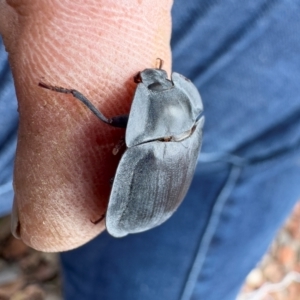 Pterohelaeus piceus at Illilanga & Baroona - 27 Nov 2023